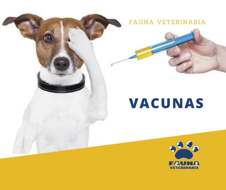HOSPITAL VETERINARIO FAUNA- Vacunas