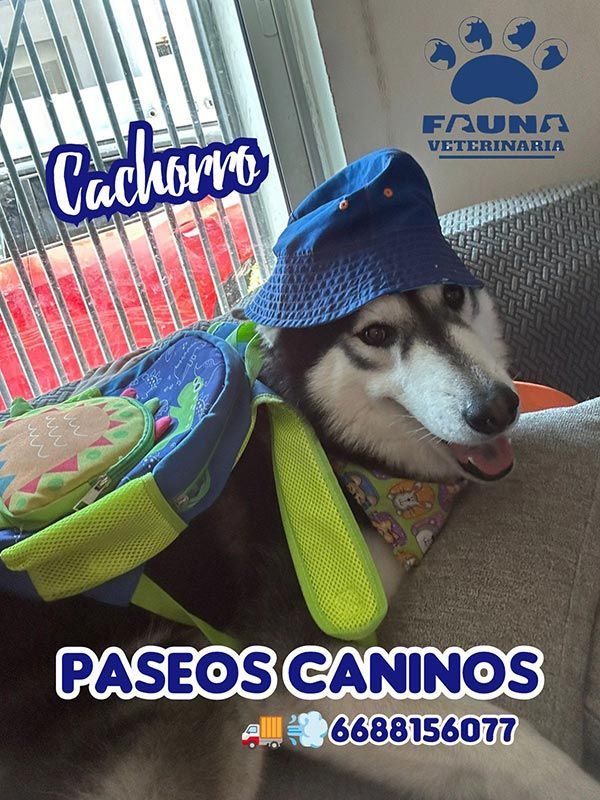 HOSPITAL VETERINARIO FAUNA