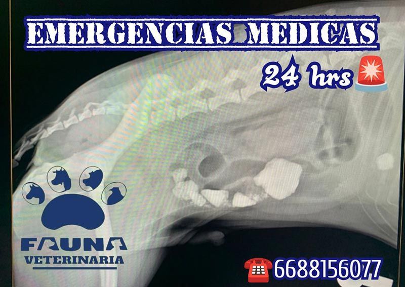 HOSPITAL VETERINARIO FAUNA