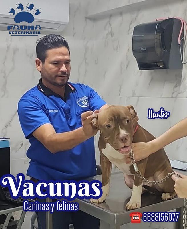 HOSPITAL VETERINARIO FAUNA