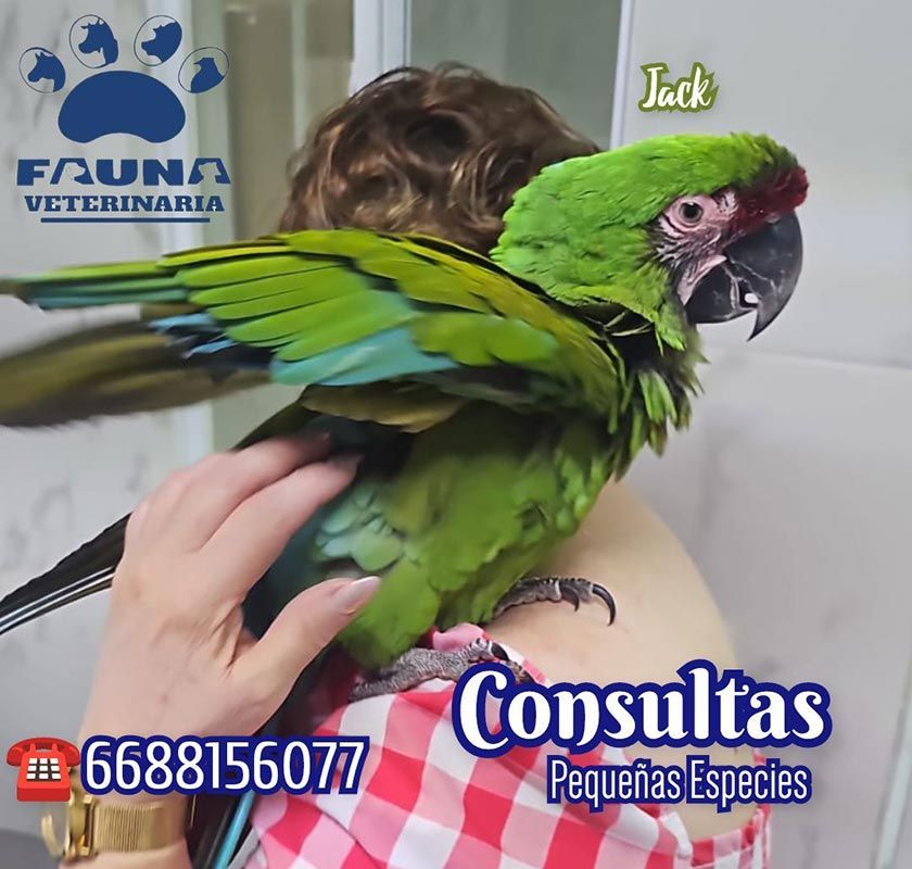 HOSPITAL VETERINARIO FAUNA