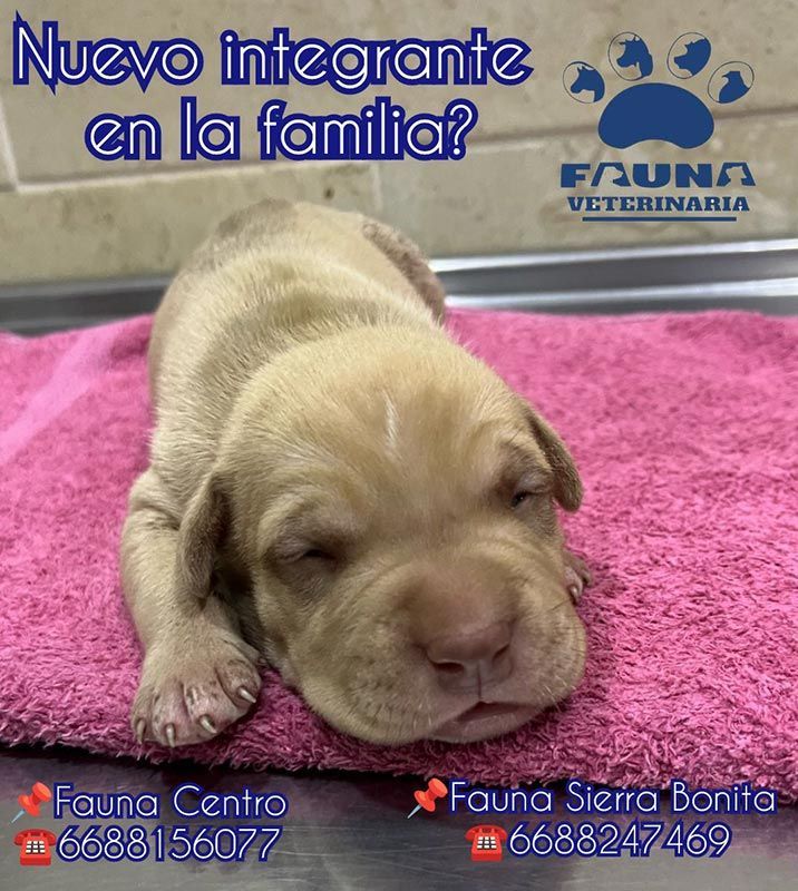 HOSPITAL VETERINARIO FAUNA