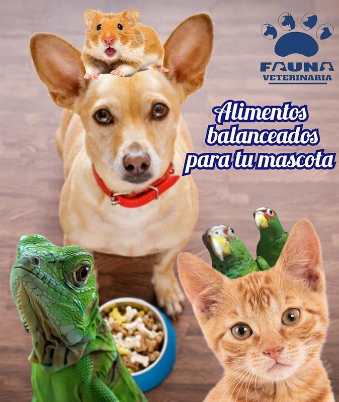 HOSPITAL VETERINARIO FAUNA