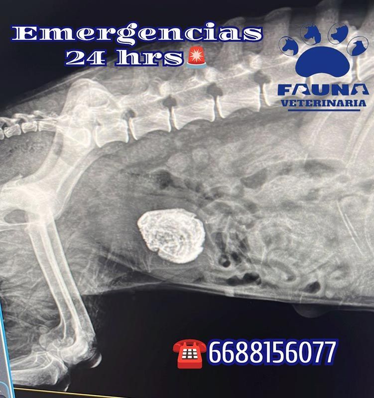 HOSPITAL VETERINARIO FAUNA