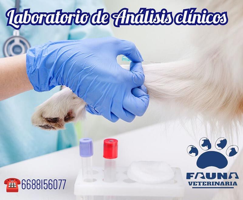 HOSPITAL VETERINARIO FAUNA