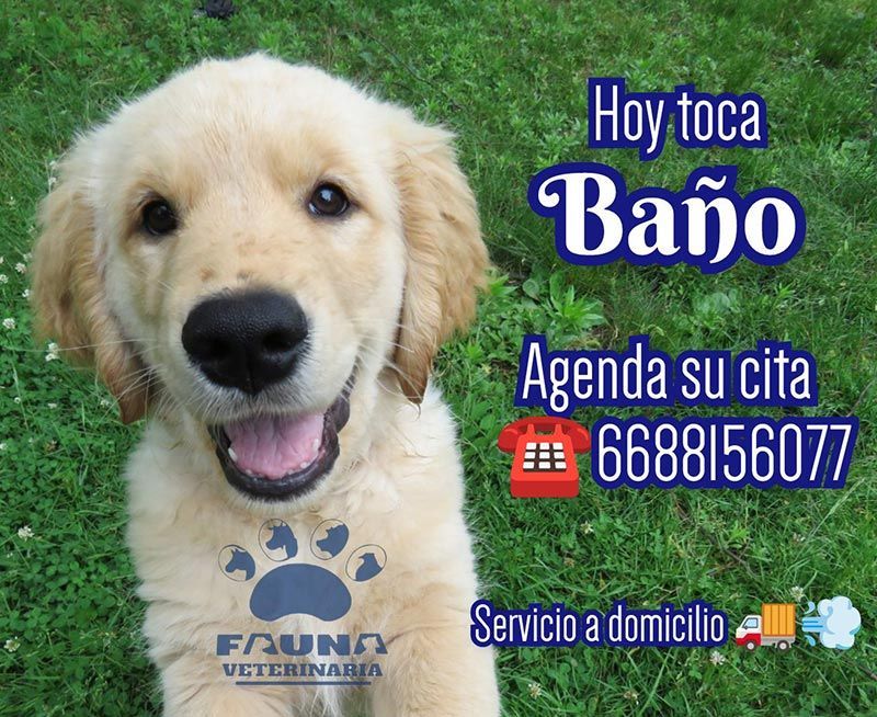 HOSPITAL VETERINARIO FAUNA