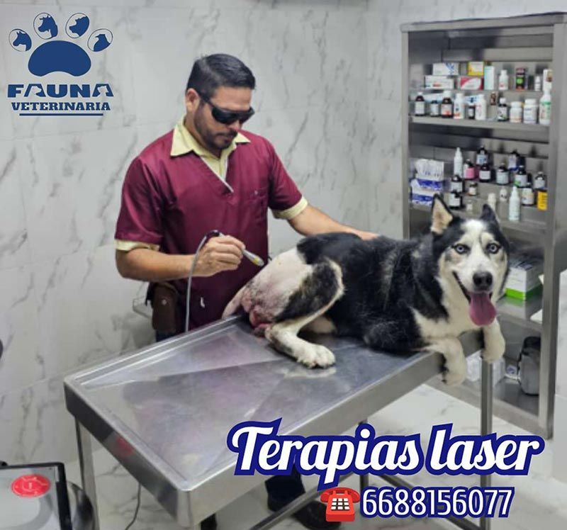 HOSPITAL VETERINARIO FAUNA