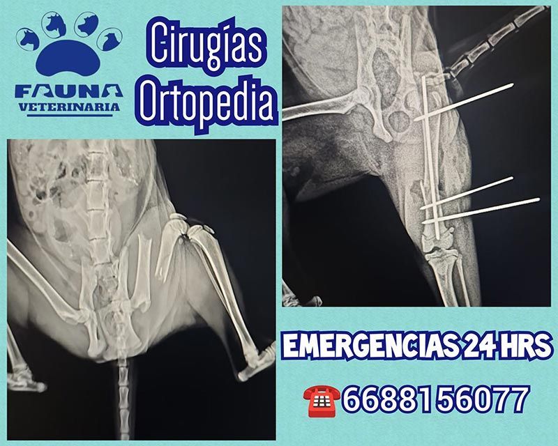 HOSPITAL VETERINARIO FAUNA