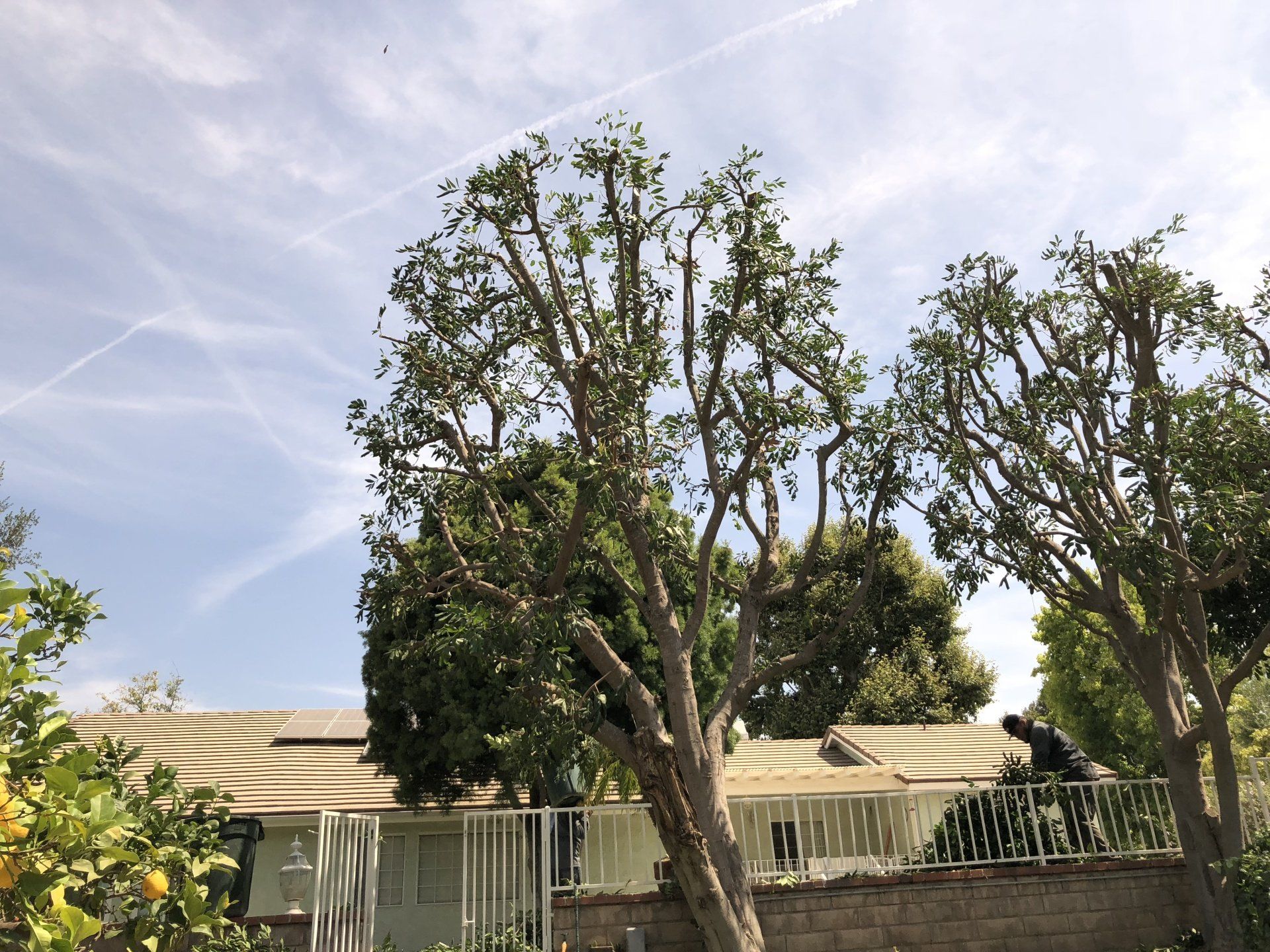View Our Work Oxnard, CA Master Tree Service Inc.