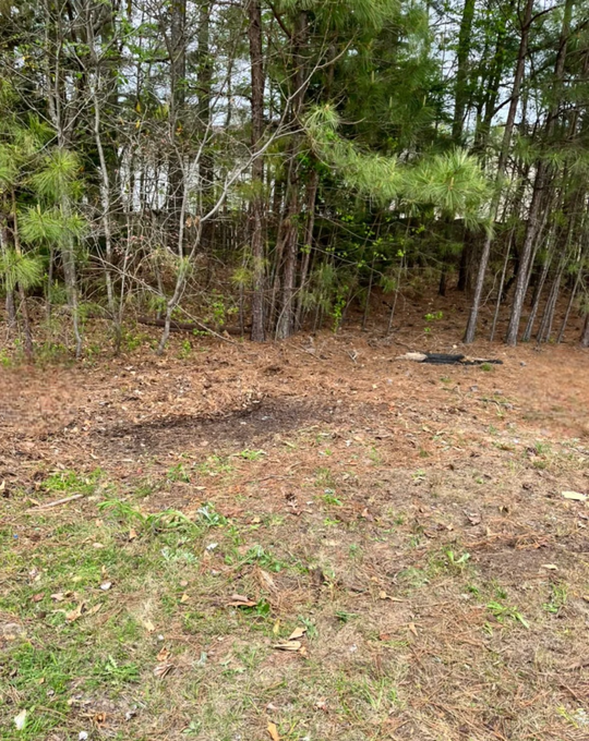 A patch of ground covered in pine needles and grass borders a treeline of tall pine trees.