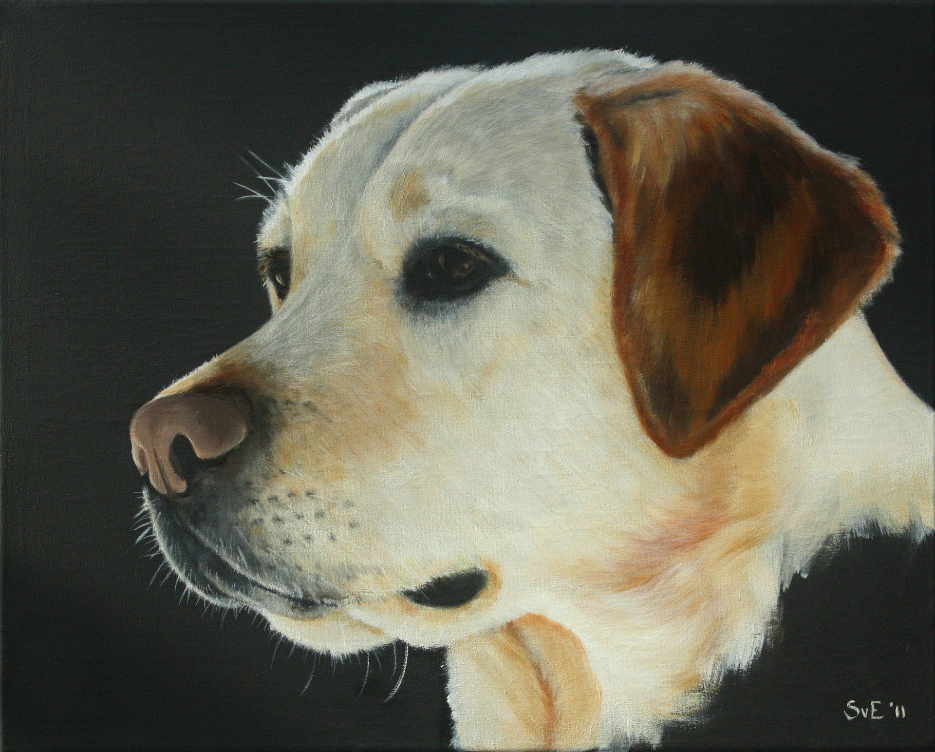 Blonde Labrador, acryl op canvas