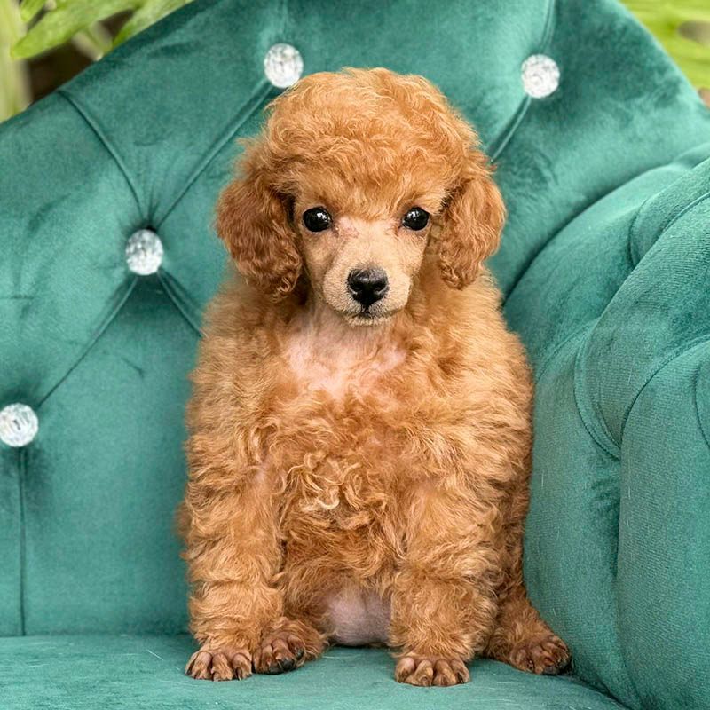 poodle en venta