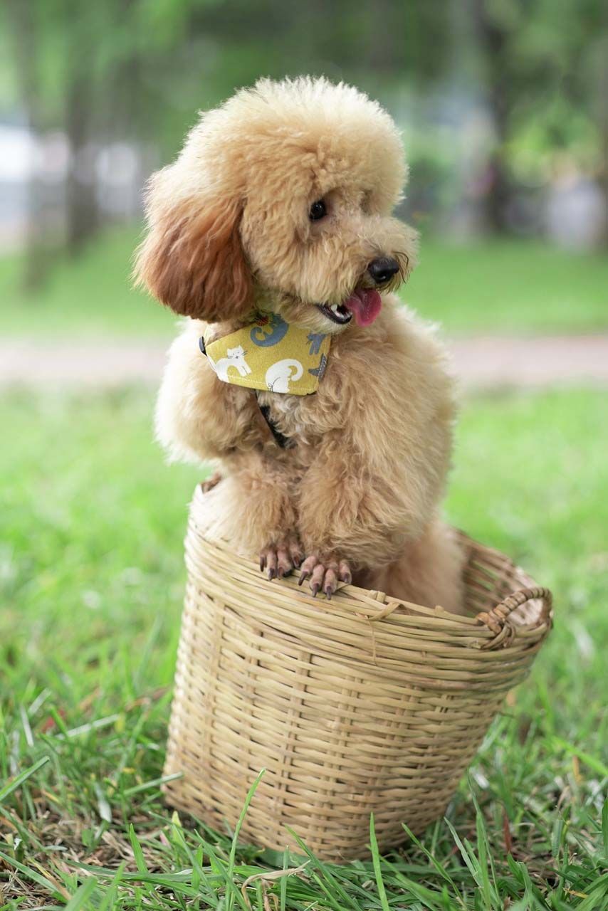 poodle en Mexicali