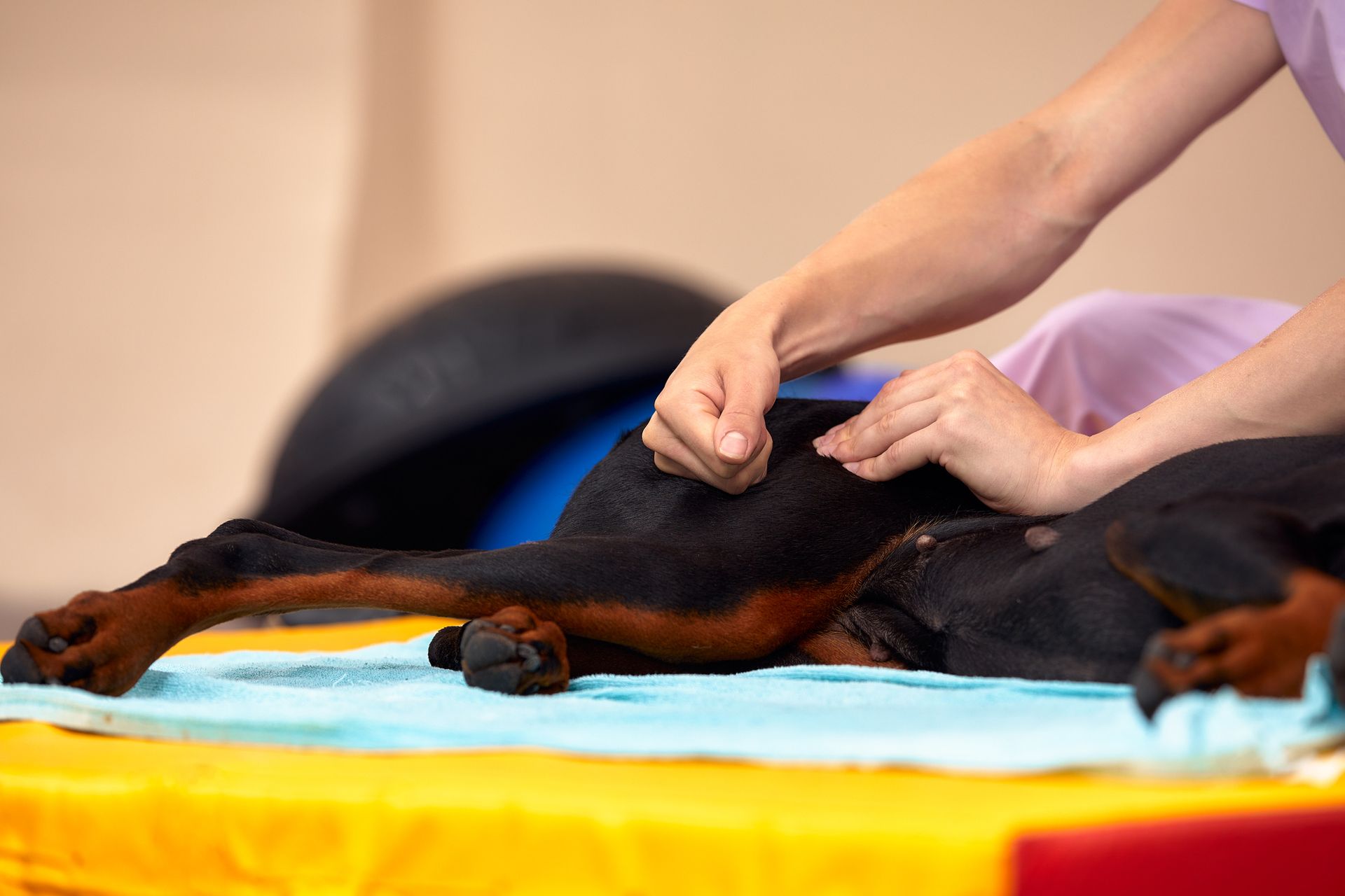 Animal Healing | Belmont North, NSW | Angel Wings Wellness Centre