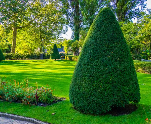 Neatly trimmed conical shrub in a sunny green park with trees and flower beds