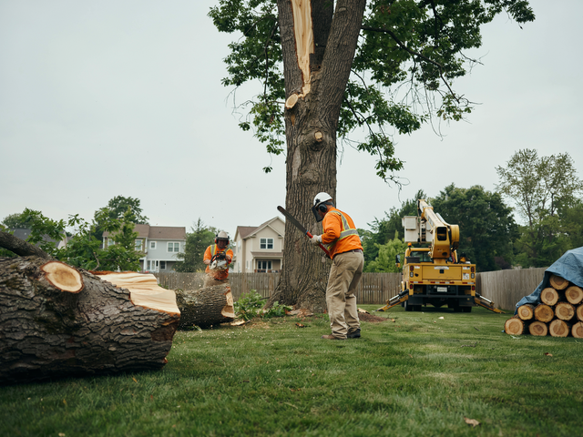 Worker with chainsaw beside large tree trunk in a grassy yard, with logging equipment and cut logs nearby