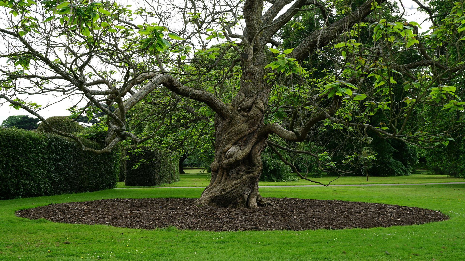 Large gnarled tree in a green park, surrounded by a circular mulch bed and lawn
