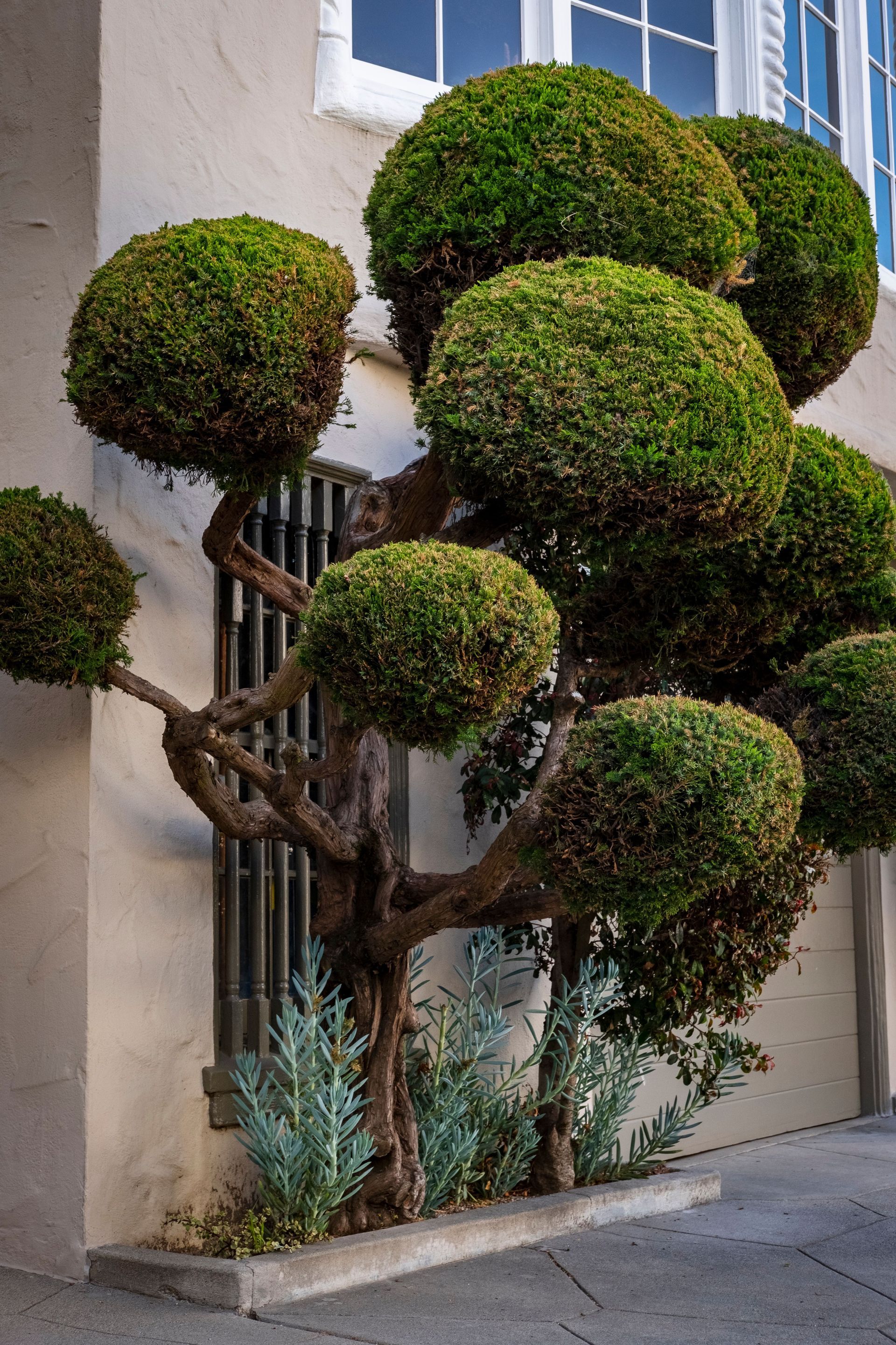 Topiary tree with rounded green canopies growing beside a building on a sidewalk