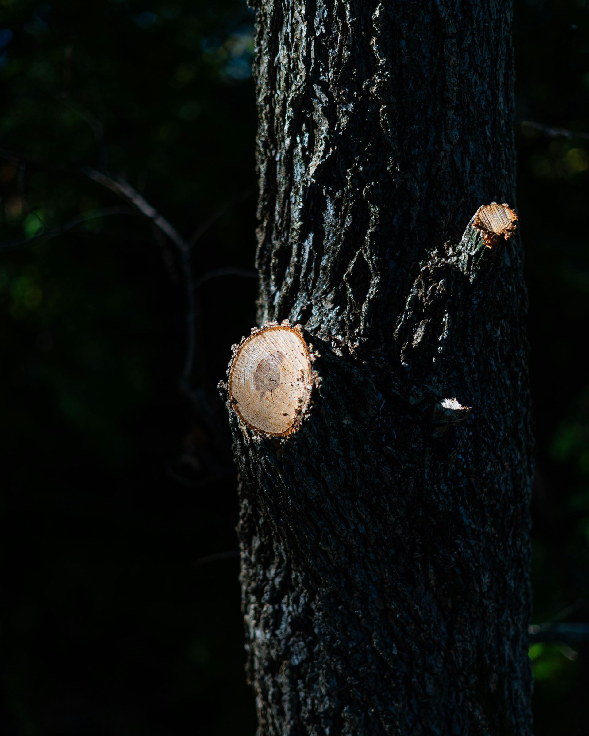 Dark tree trunk with two round fungus or mushroom growths against a dark background