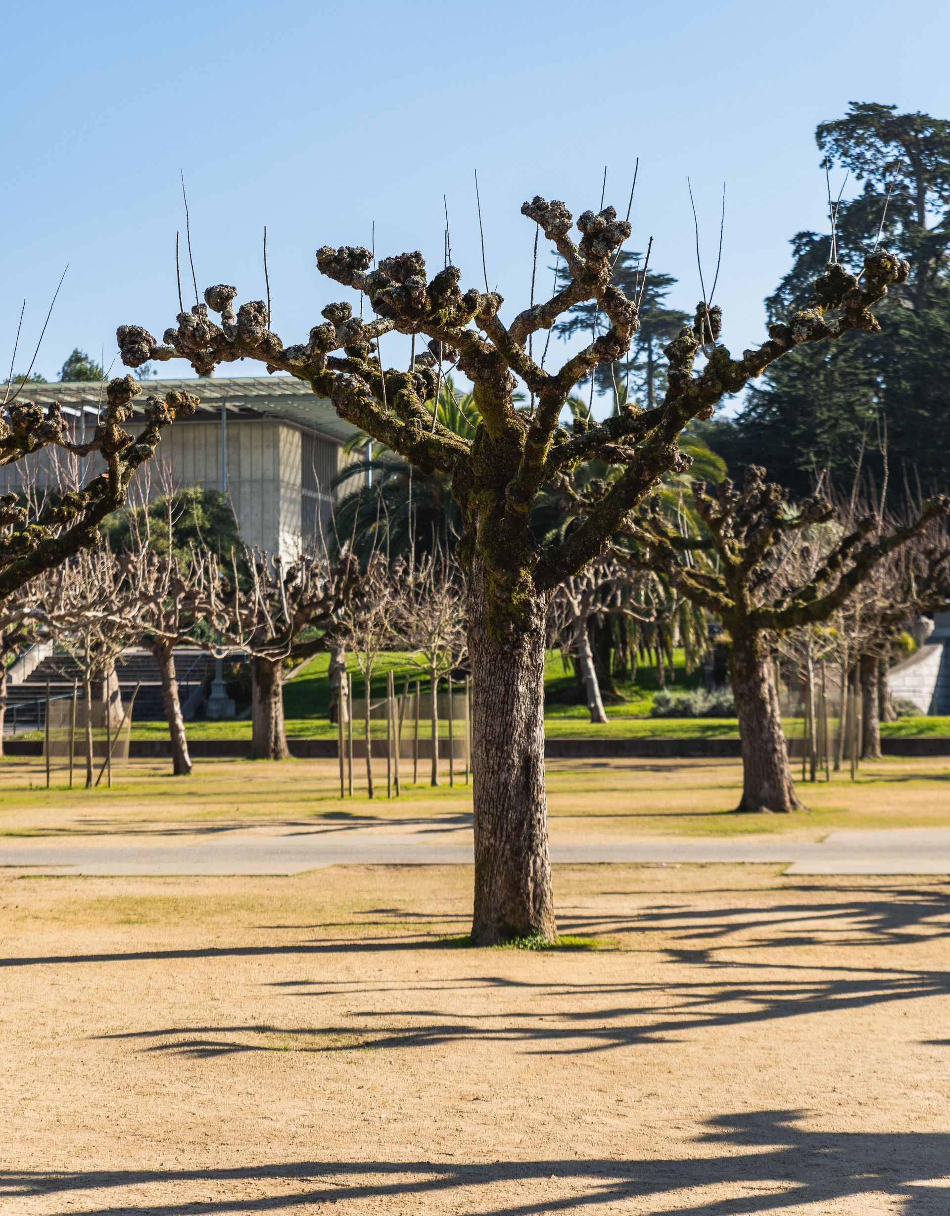Leafless tree in a sunny park with a building and other trees in the background