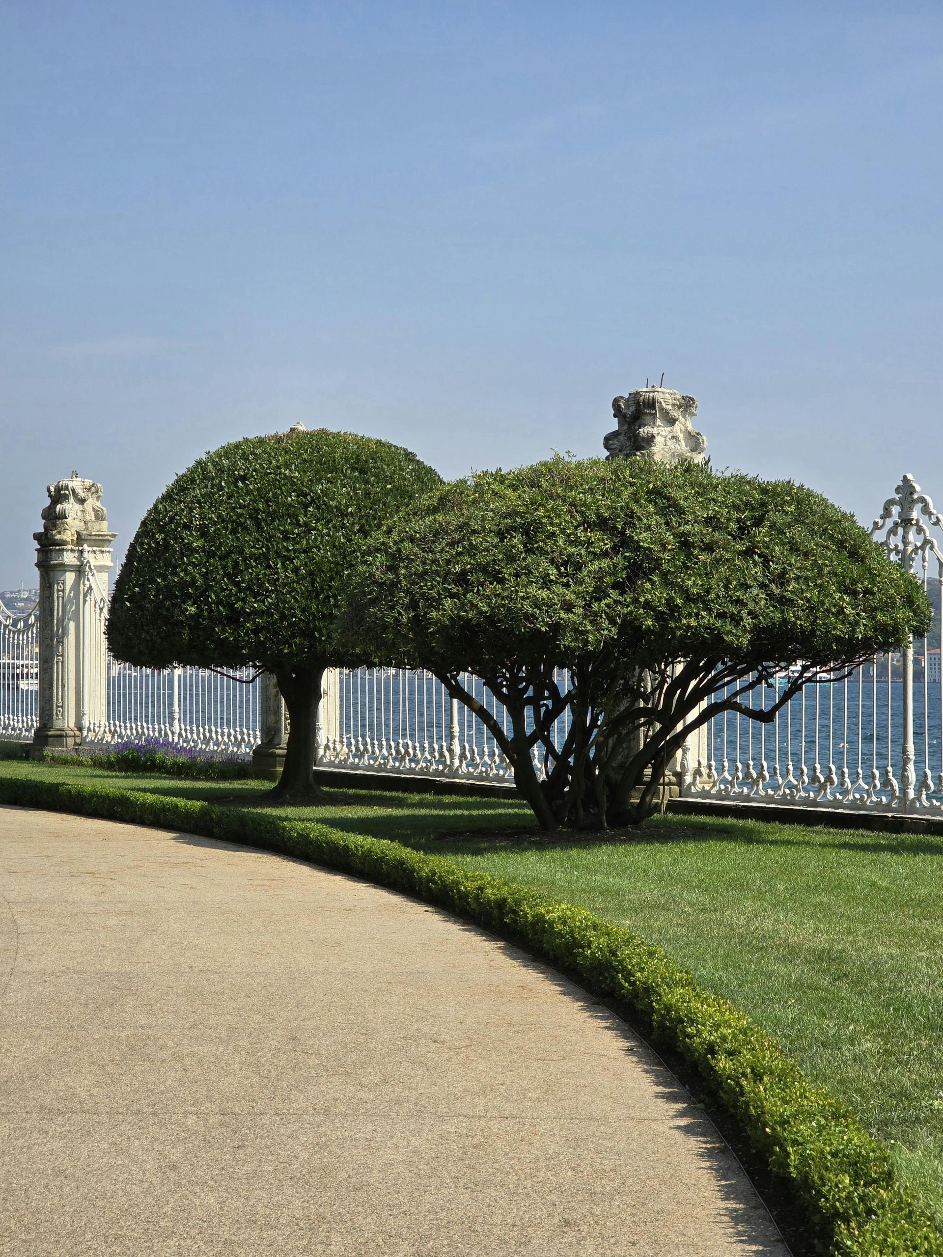 Topiary trees beside a curved path, with a blue sky and white fence in the background