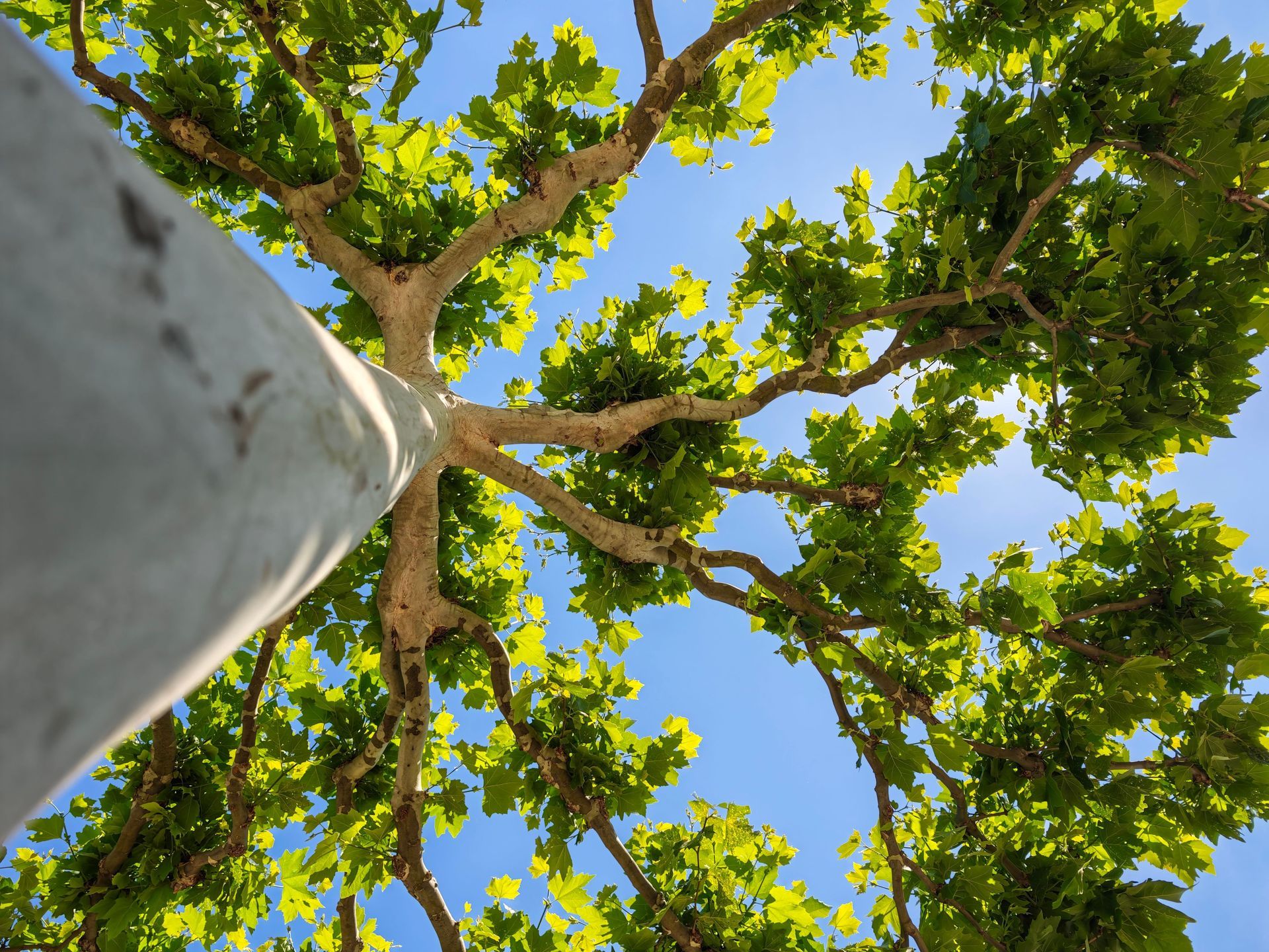 Upward view of a tree trunk and green canopy against a bright blue sky