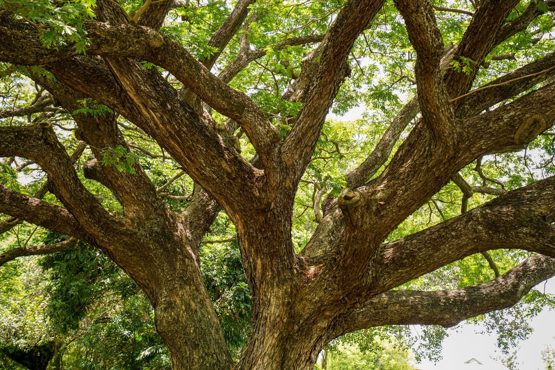 Large leafy tree with thick, twisting branches and green moss or vines against a bright sky