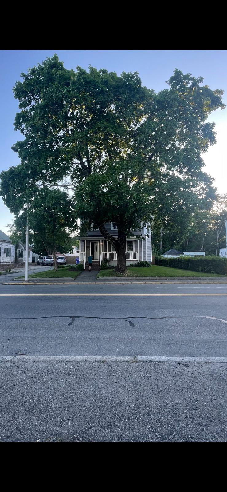 A large tree is in the middle of a street next to a house.
