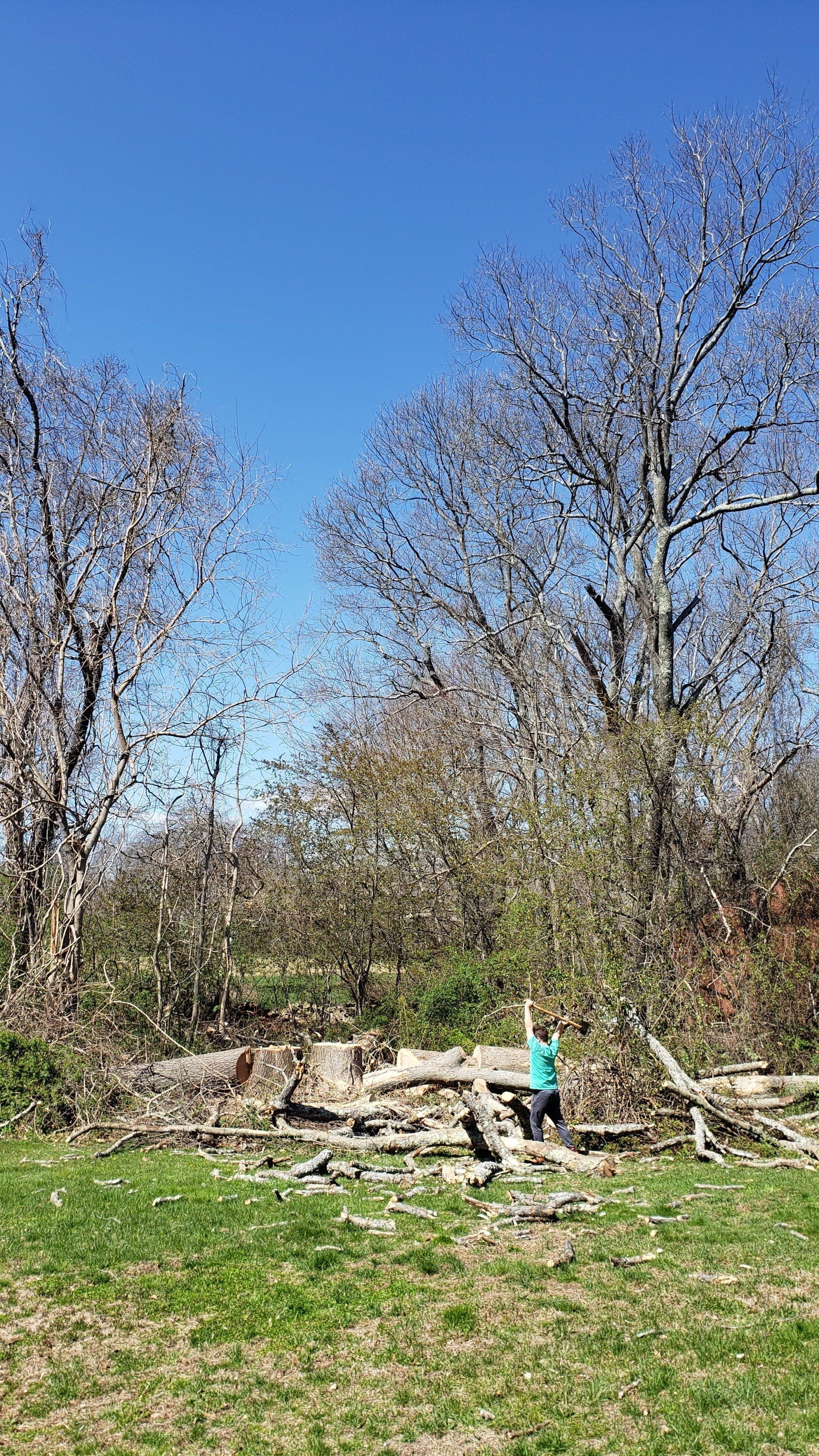 trees being removed near me