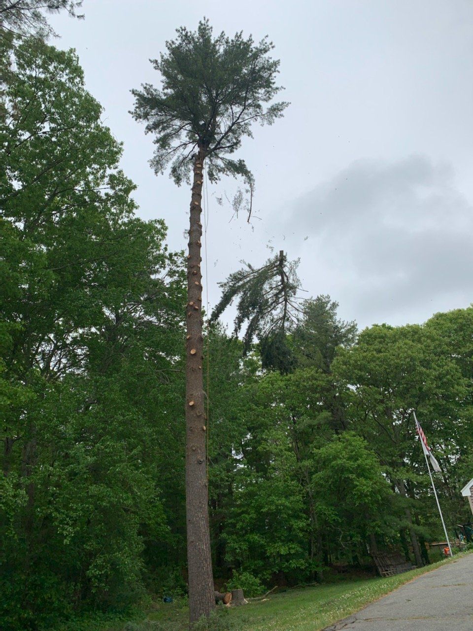 tree removal company ma