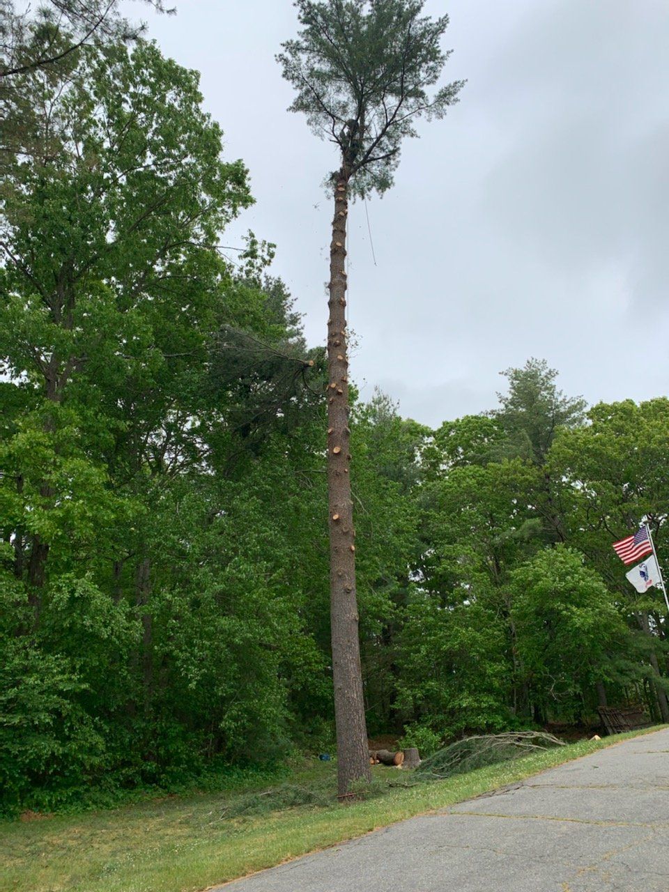 dead tree removal ma