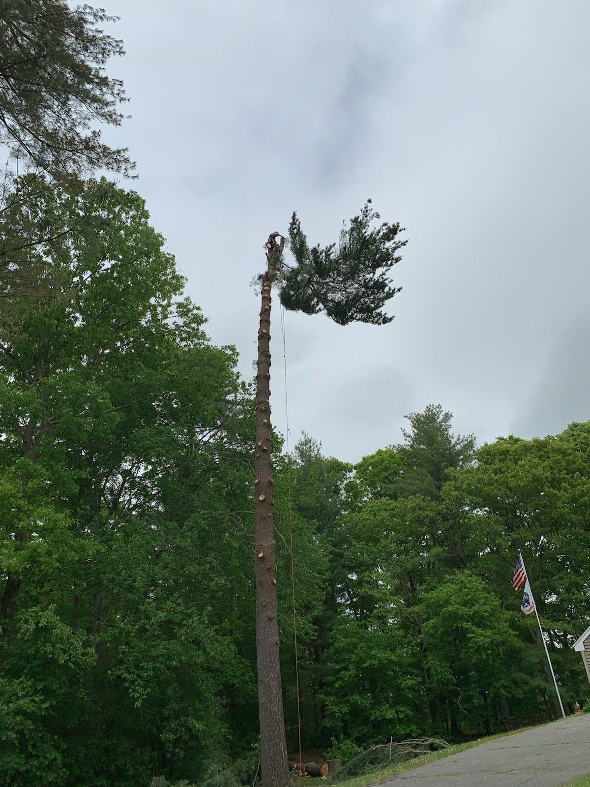 Our Work East Coast Tree Fellers LLC our-work-east-coast-tree-fellers-llc