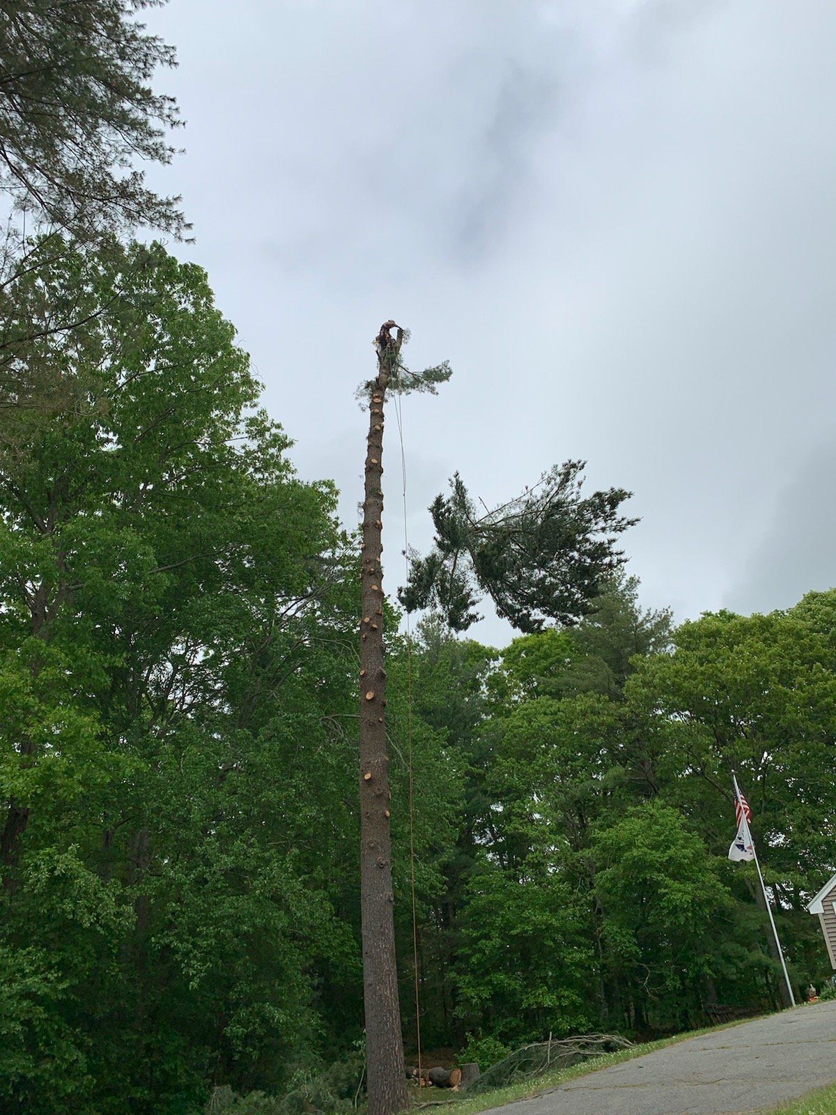 our-work-east-coast-tree-fellers-llc