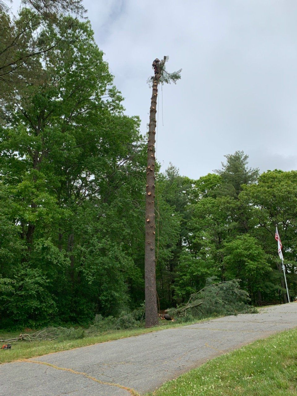dead tree removal taunton ma