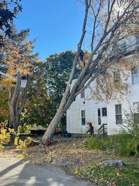 Our Work East Coast Tree Fellers LLC our-work-east-coast-tree-fellers-llc