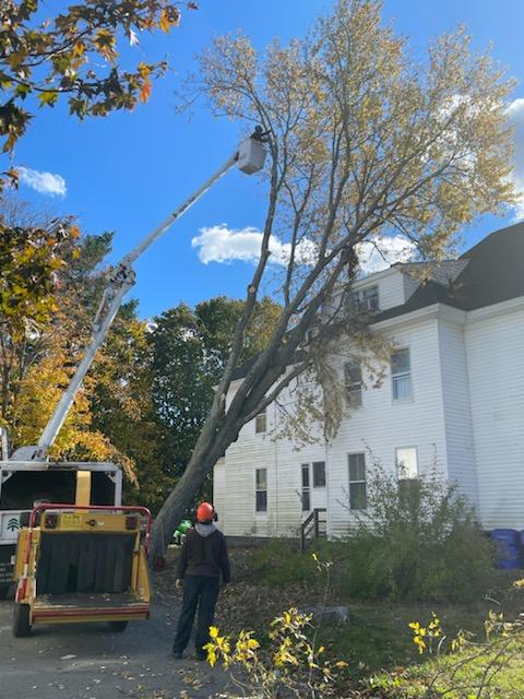 A man is standing in front of a tree being cut down by a crane.
