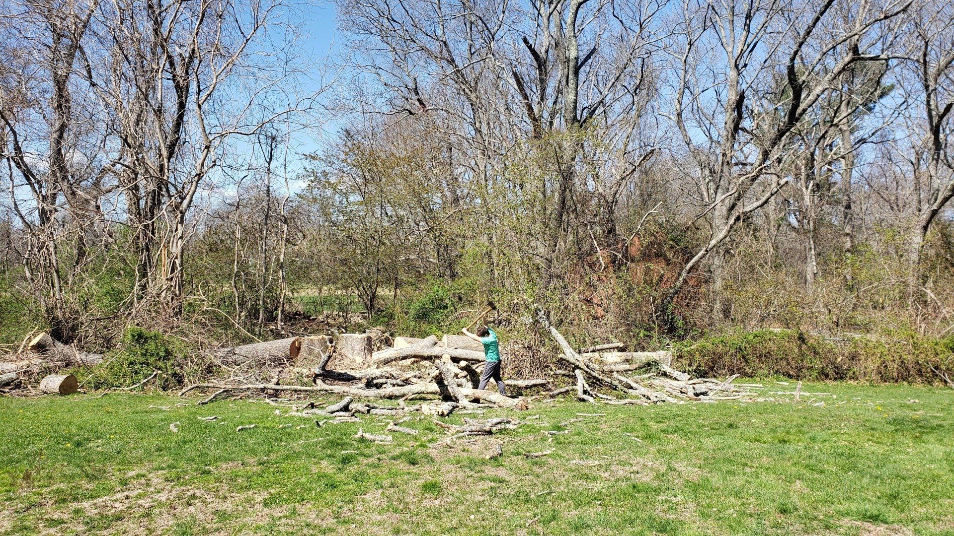 fallen tree removal service near me