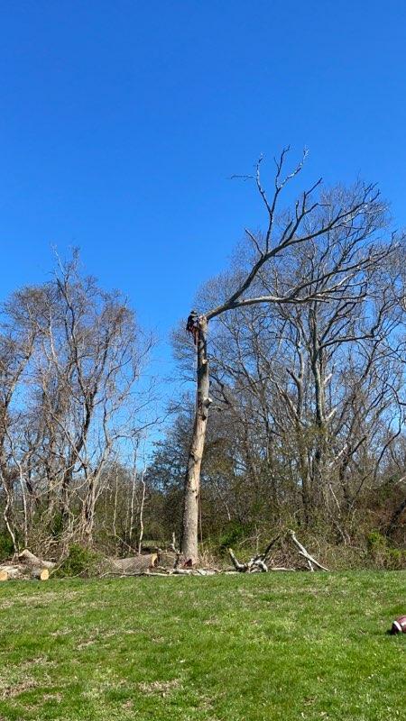 falling tree removal ma