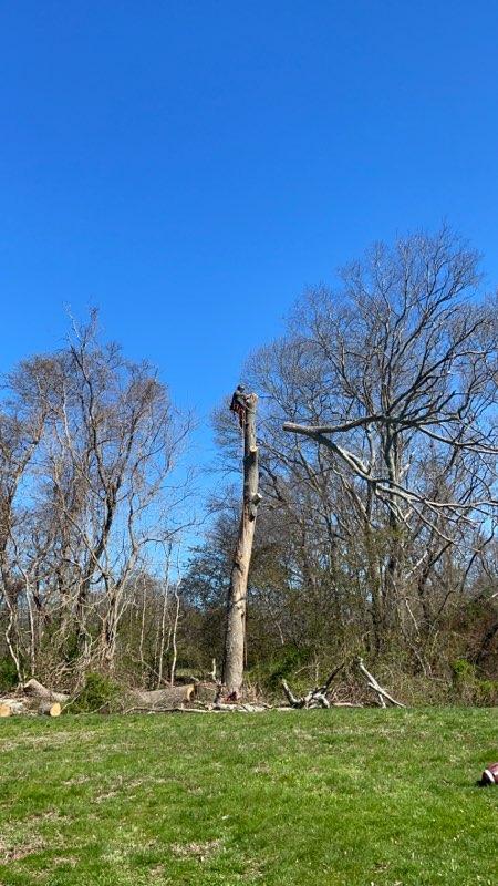 A tree stump in the middle of a grassy field with trees in the background.