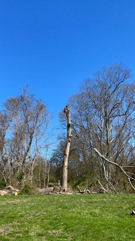 tree that needs pruning ma