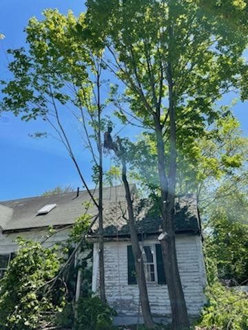 A man is climbing a tree in front of a house.