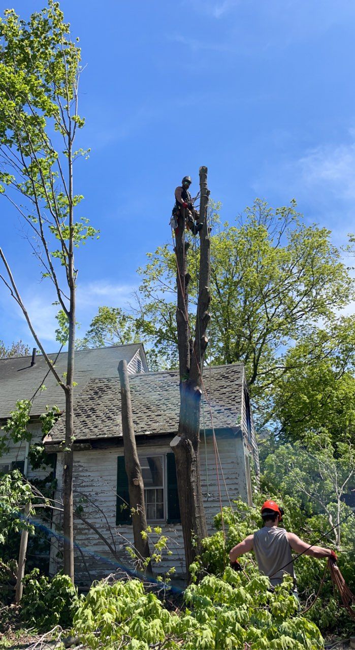 tree removal near me