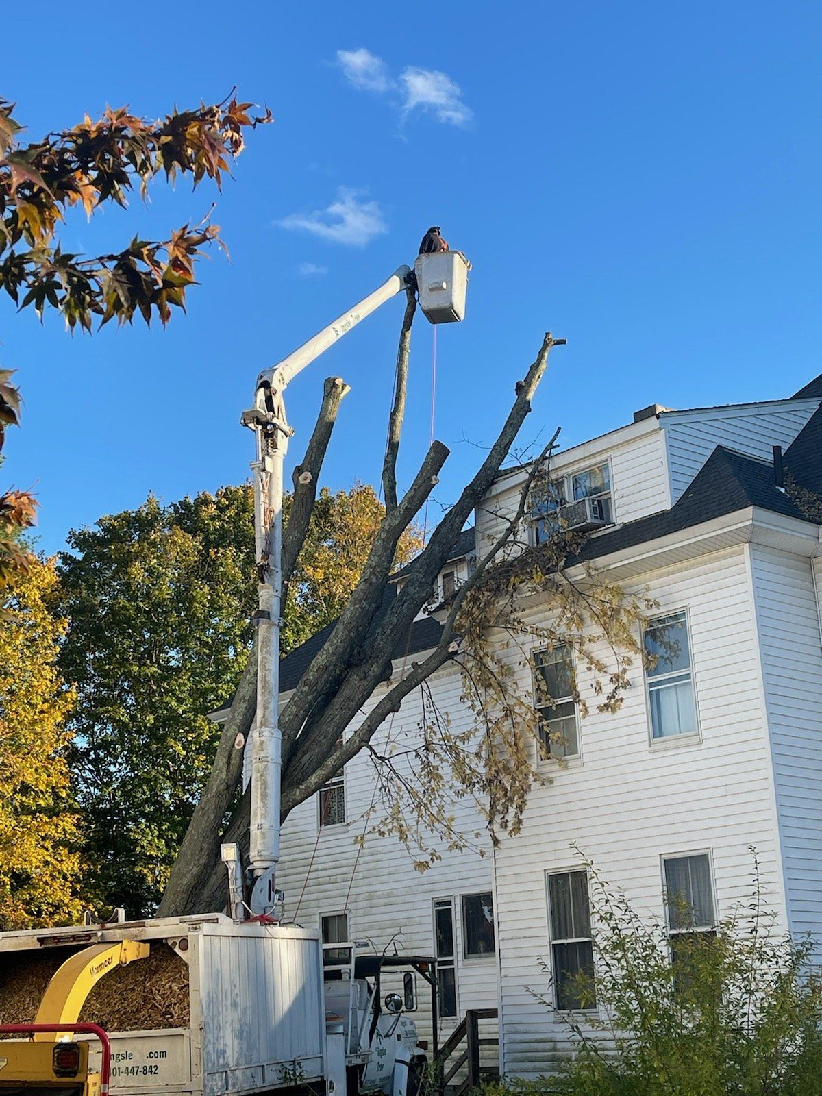 emergency tree removal home in berkeley ma