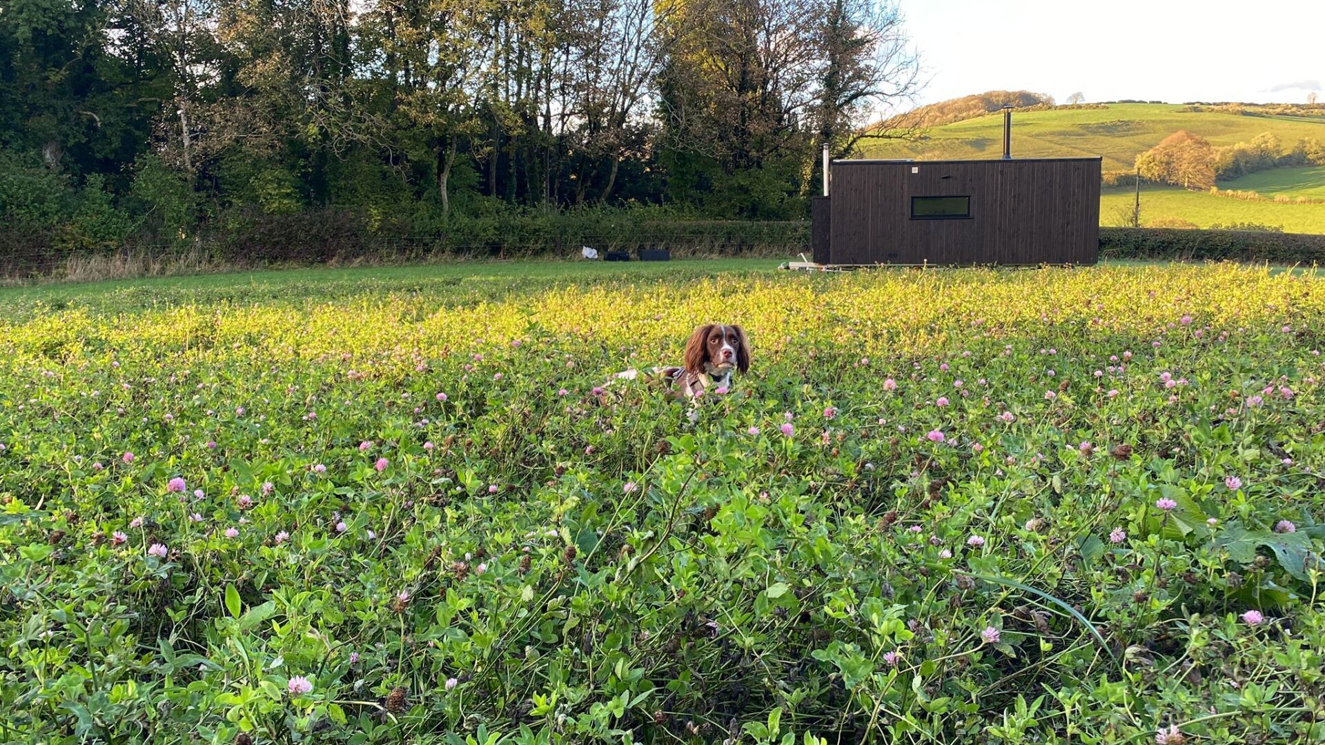Dog Friendly Places To Stay In A Secluded Off Grid Cabin In Nature Dog Friendly Places To Stay In A Secluded Off Grid Cabin In Nature