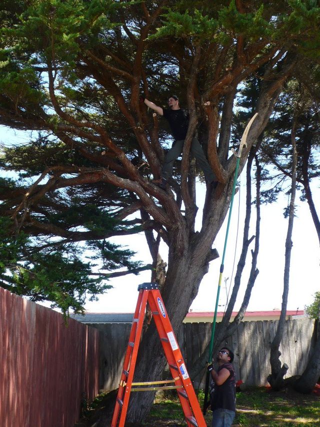 Tree Trimming Lynchburg