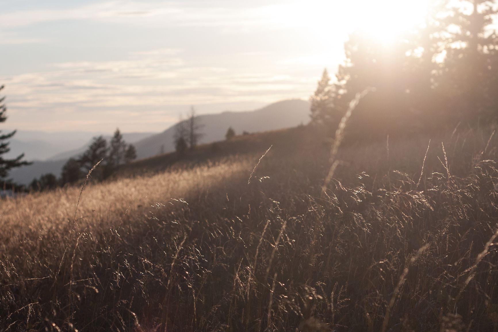Golden hour sunlight over a field of tall, dry grass, with mountains and trees in the background.