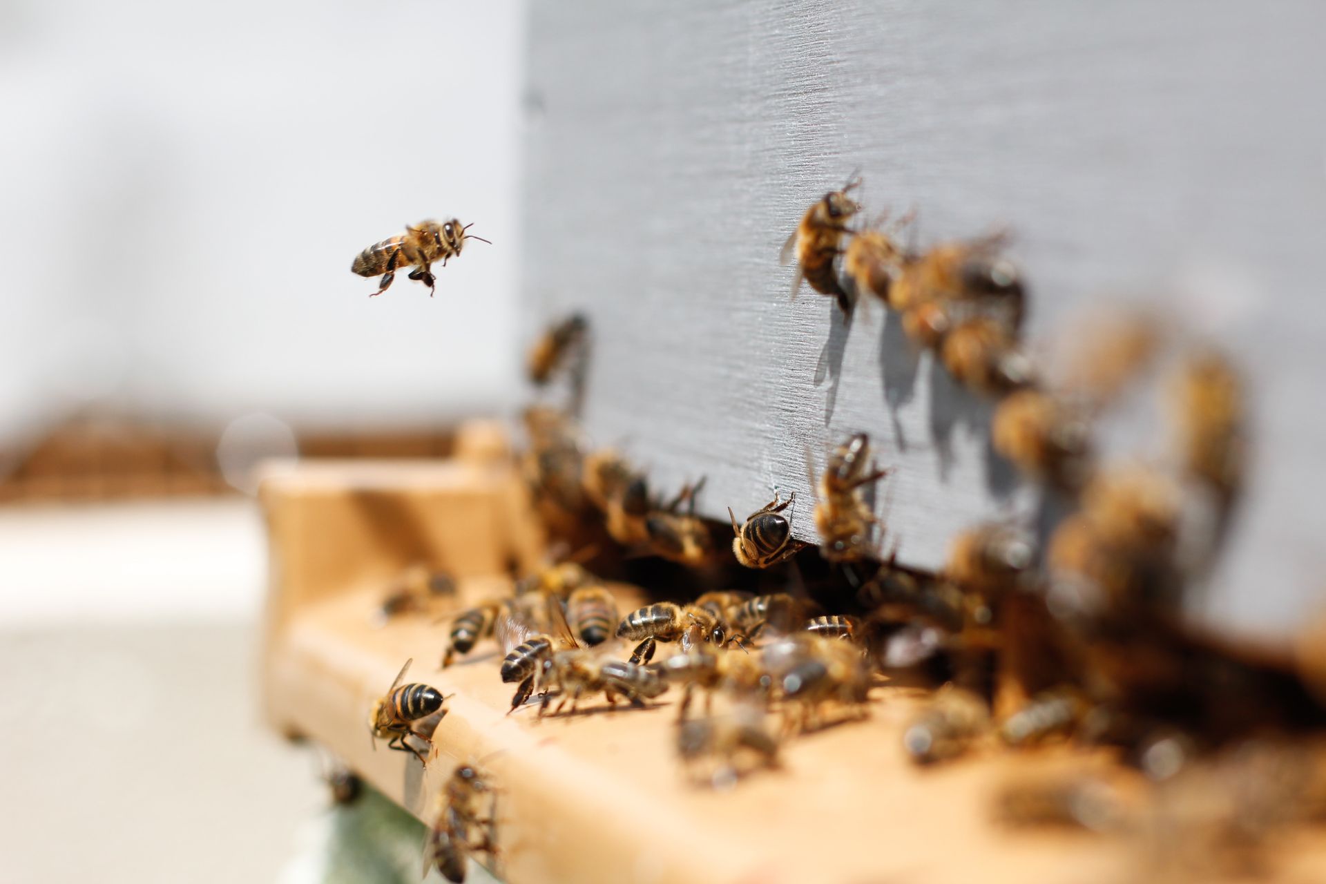 Bees swarming around a gray and wooden beehive; one bee in mid-flight.