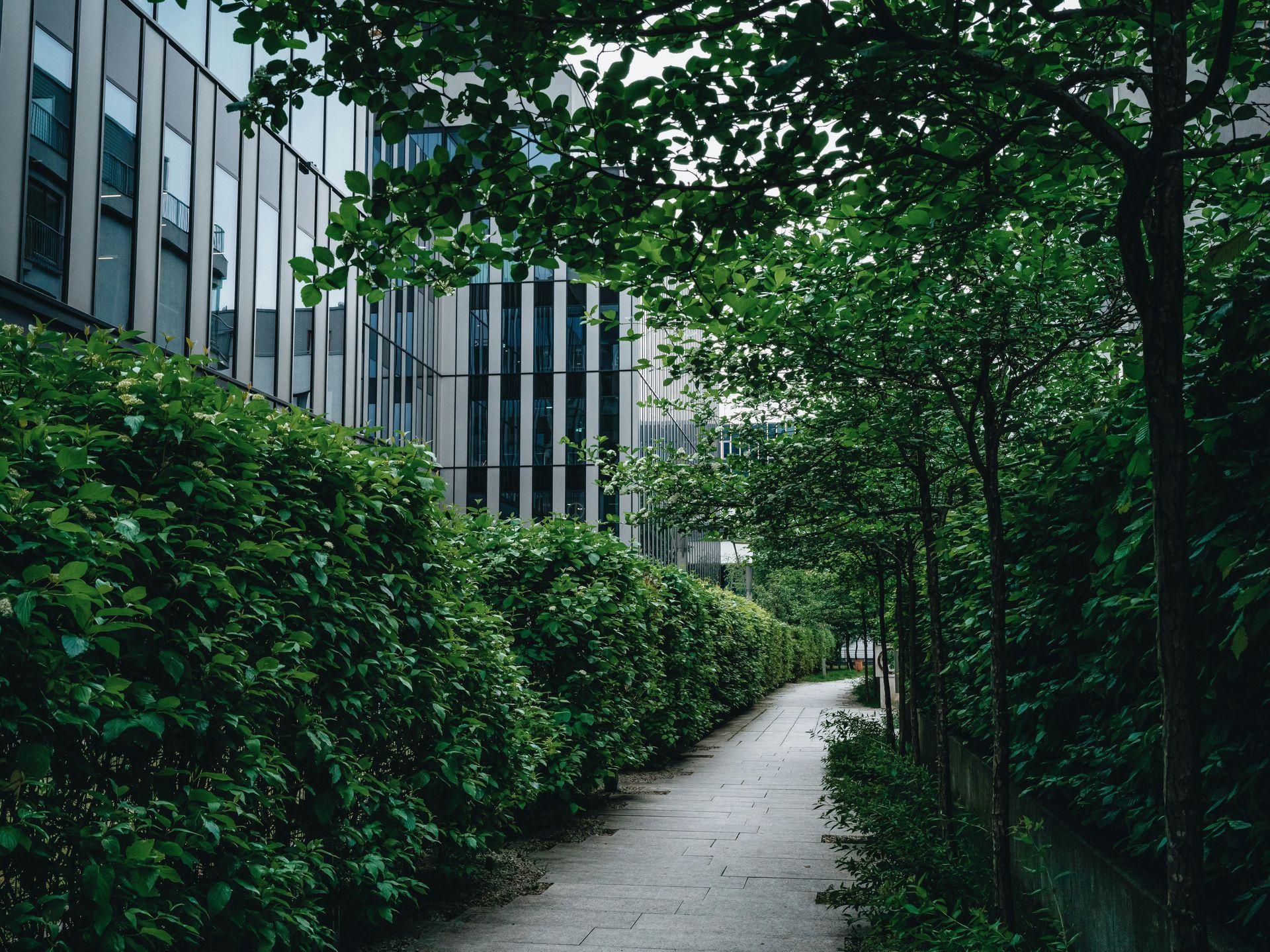 Tree-lined path beside modern office building with lush green hedges and overhanging branches
