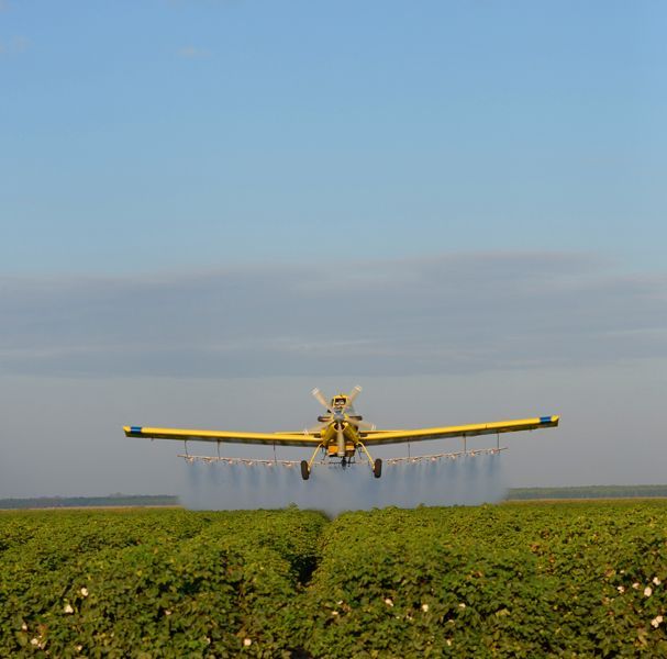 A yellow airplane is spraying a field of plants.