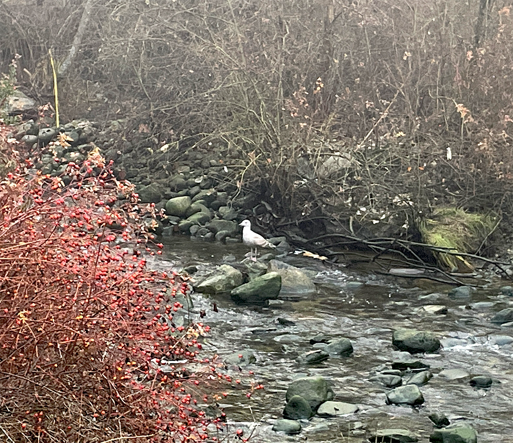 seagull on a rock